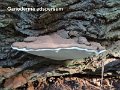 Ganoderma adspersum-amf817